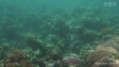 海洋世界有着五彩斑斓的珊瑚礁和鱼儿在水下游泳的生活场景